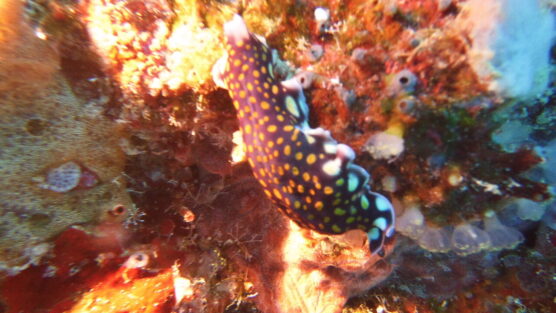 Blue nudibranch with yellow spots at cofral gardens of Siquijor.