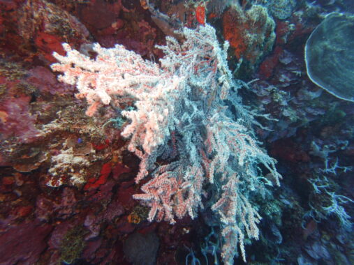 Soft coral clump inside Siquijor's underwater cave.