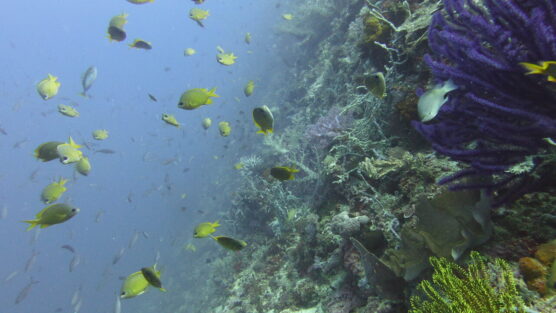 Siquijor The Wall dive site.