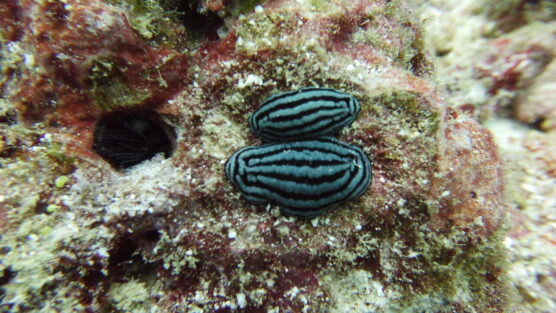 2 green nudis macro 2