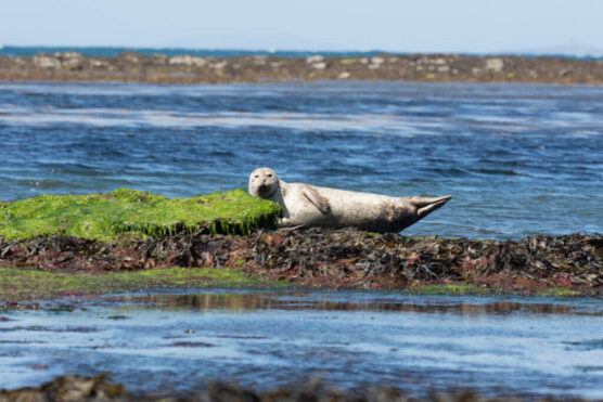 Grey Seals