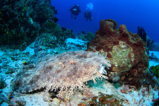 Raja Ampat Diving Cruises show you all maner of strange creatures