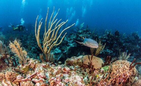 Ambergis Caye with Nurse Shark