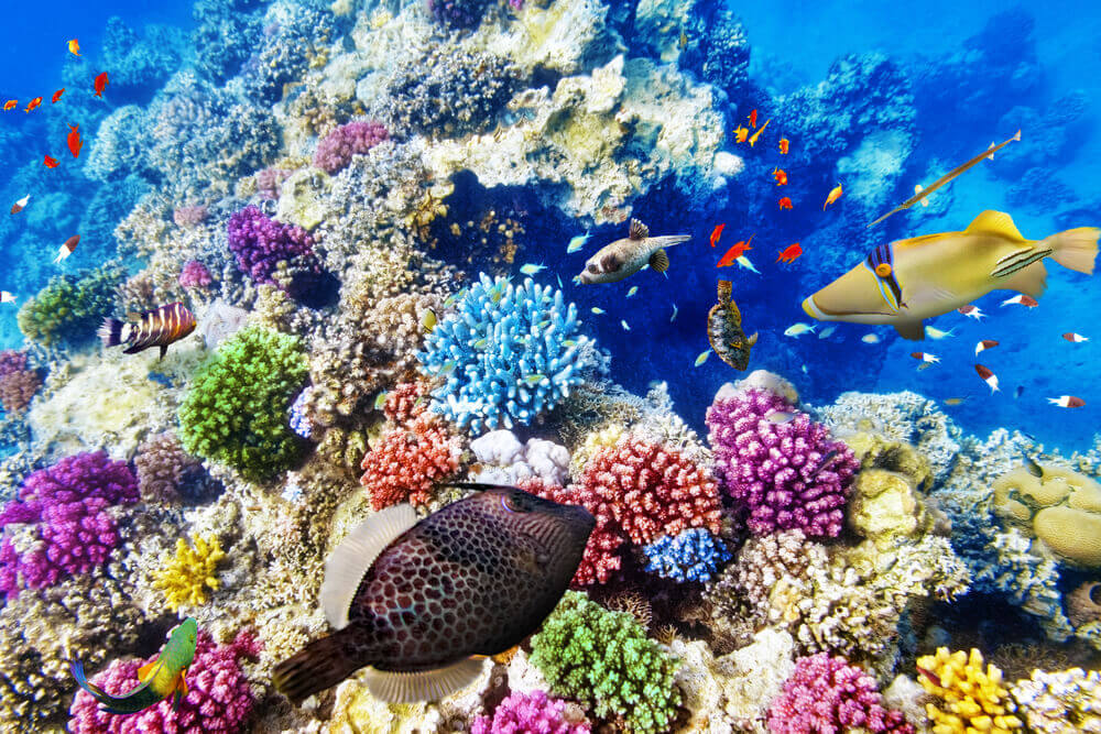Belize corals