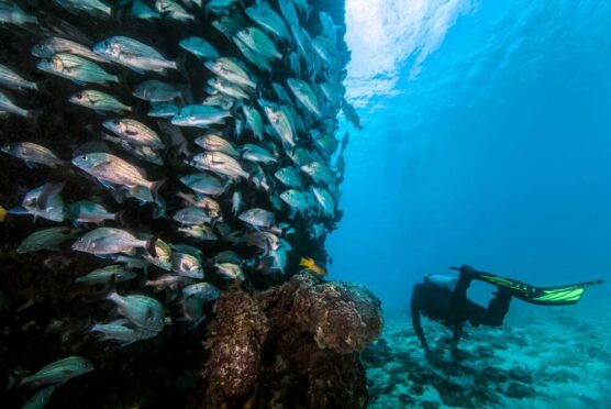 diver with school of fish