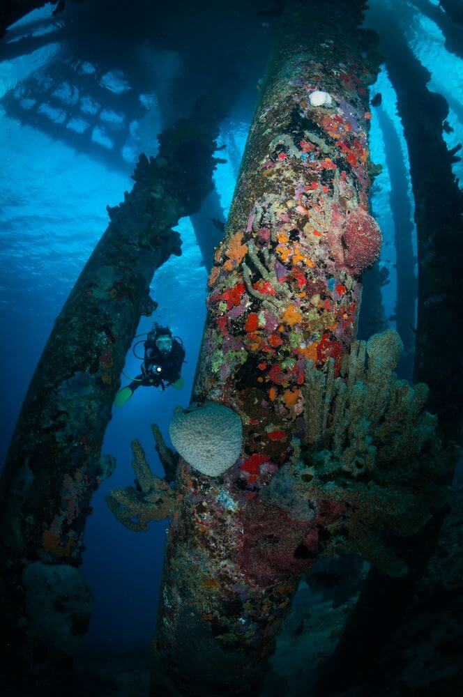 Bonaire salt pier dive