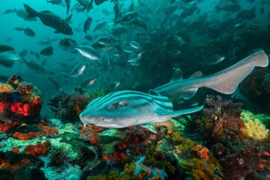 striped pyjama catshark