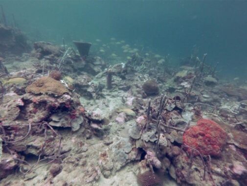 bocas del toro diving