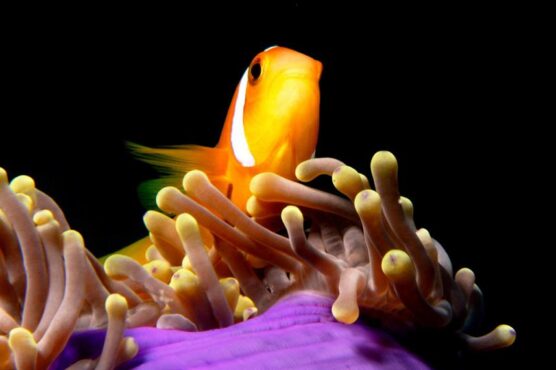 Clownfish on a purple anemone