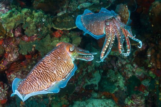 cuttlefish in thai liveaboard - the best scuba diving