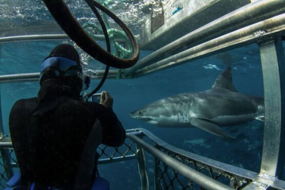 False Bay great white shark