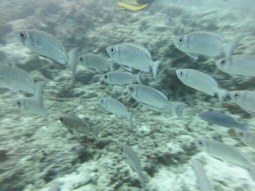 Fish close up trippy