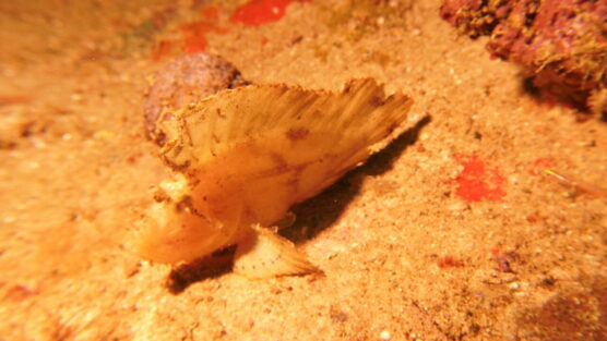 Frogfish macro shot critter still