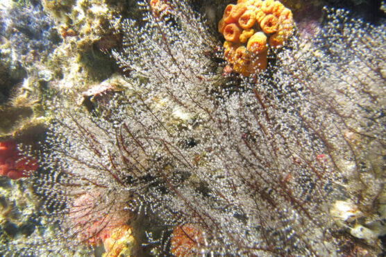 Underwater colorful vegetation