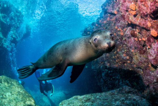 Galapagos sea lion