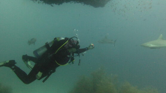 Gerry filming grey reef sharks still character