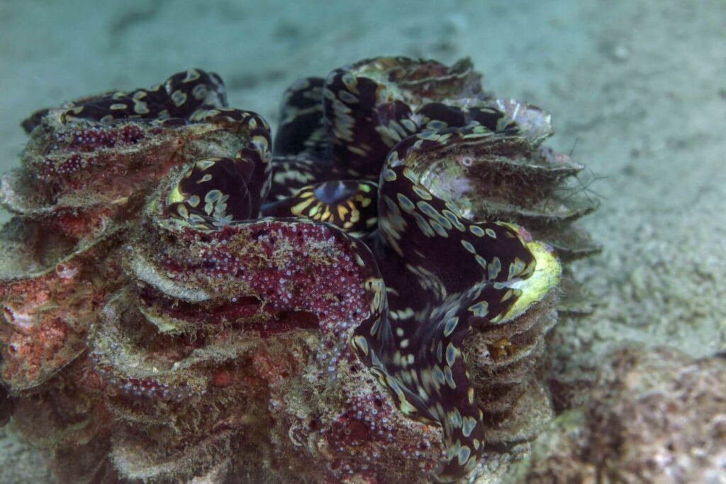 Giant Clams