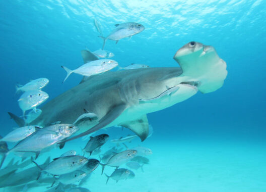 Great Hammerhead with fish