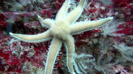 Seven armed starfish