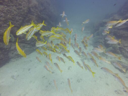 School of yellow goatfish