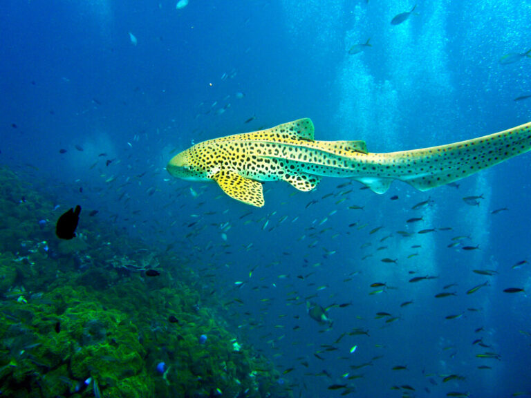 Leopard Shark