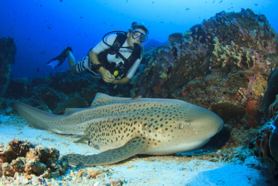 leopard shark with diver in thailand similan liveaboard