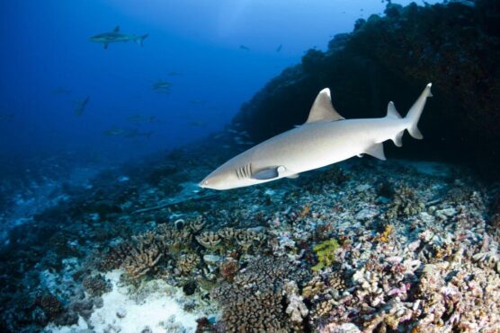 Madagascar shark