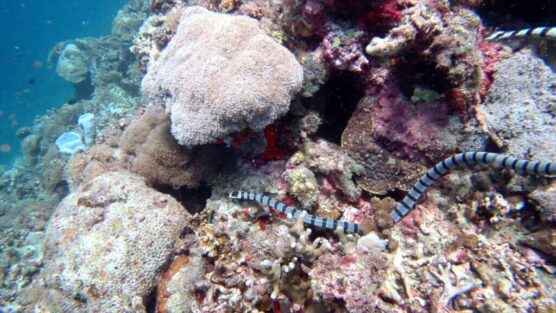 Banded Sea Krait AKA Sea Snake at a Moalboal scuba diving site.