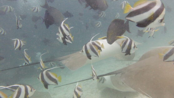 Moorish idols and rays