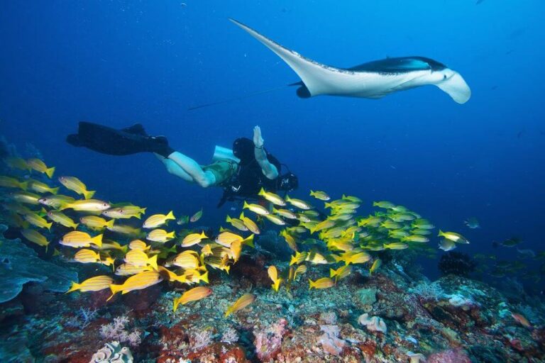 diver with manta ray