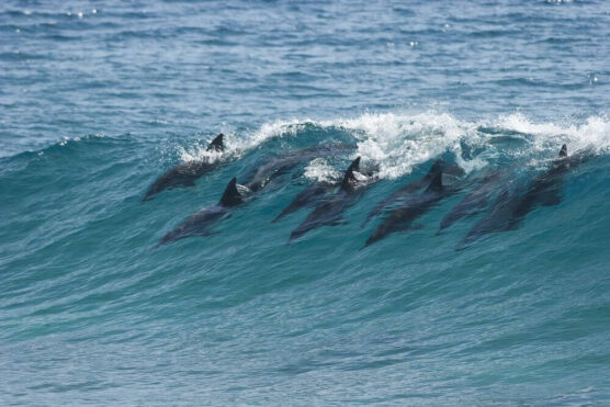 dolphins in waves