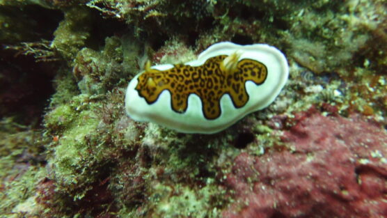 Nudibranch white macro critter still