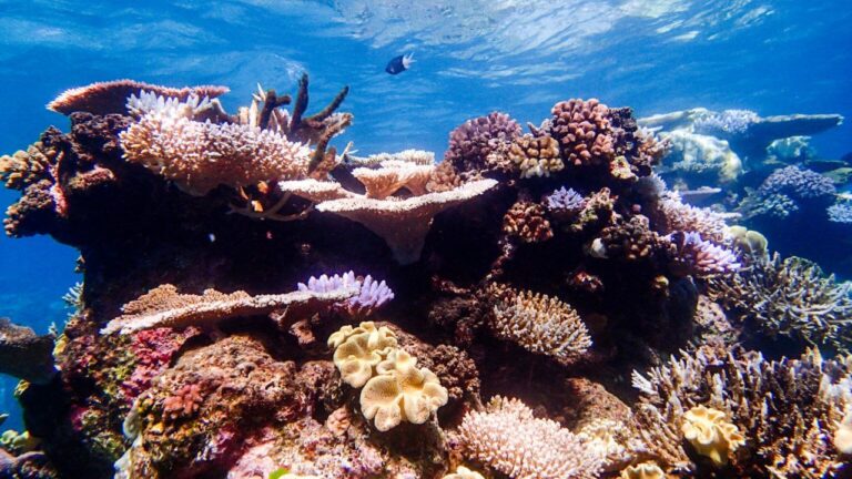 Outer Great Barrier Reef