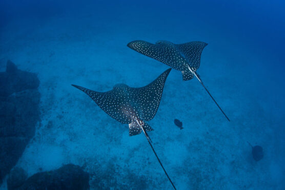 A Pair of Spotted Eagle Rays