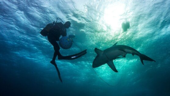 Protea Banks diver and shark