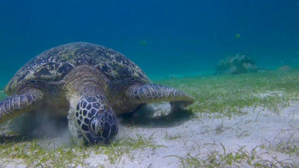 Puerto Galera sea turtle