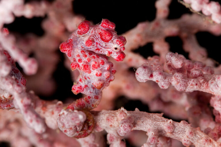 Pygmy Seahorse