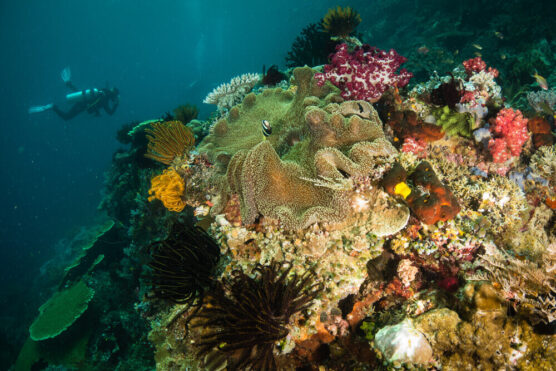 diving in raja ampat brings you face to face with some of the world's best marine biodiversity