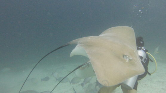 Ray hugging diver