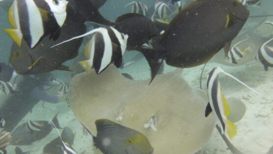 Ray surrounded by fish