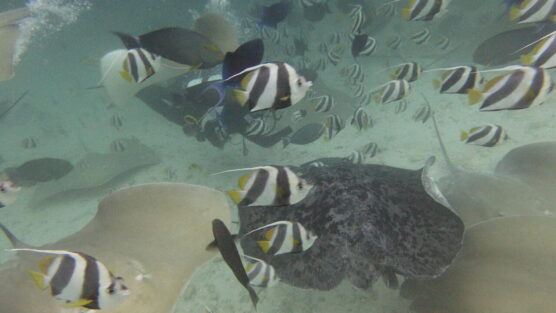 Rays, spotty one and moorish idols