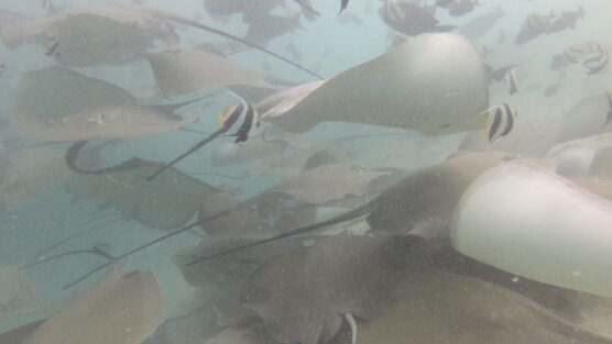 Rays swarm close up cool