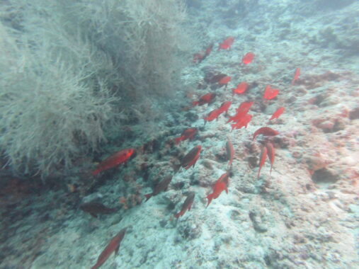 Red fish on grey