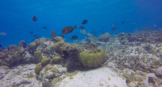 underwater corals and fish