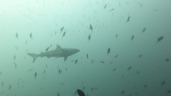 Shark silhouette from below