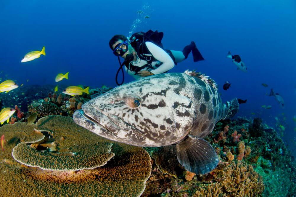 potato grouper