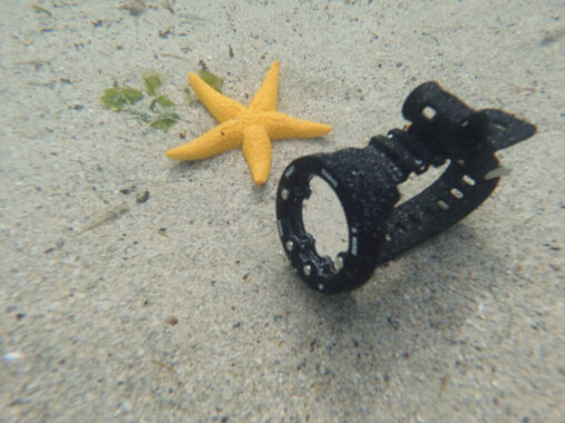 Suunto zoop novo dive computer on seafloor next to orange starfish. Original photo.