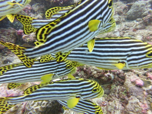 Sweetlips school closeup