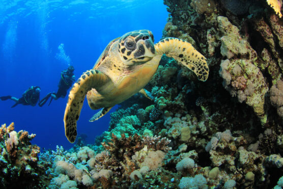 Hawksbill Turtle with Scuba Diving in Thailand