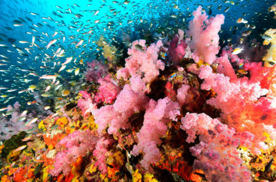 Similan Islands corals
